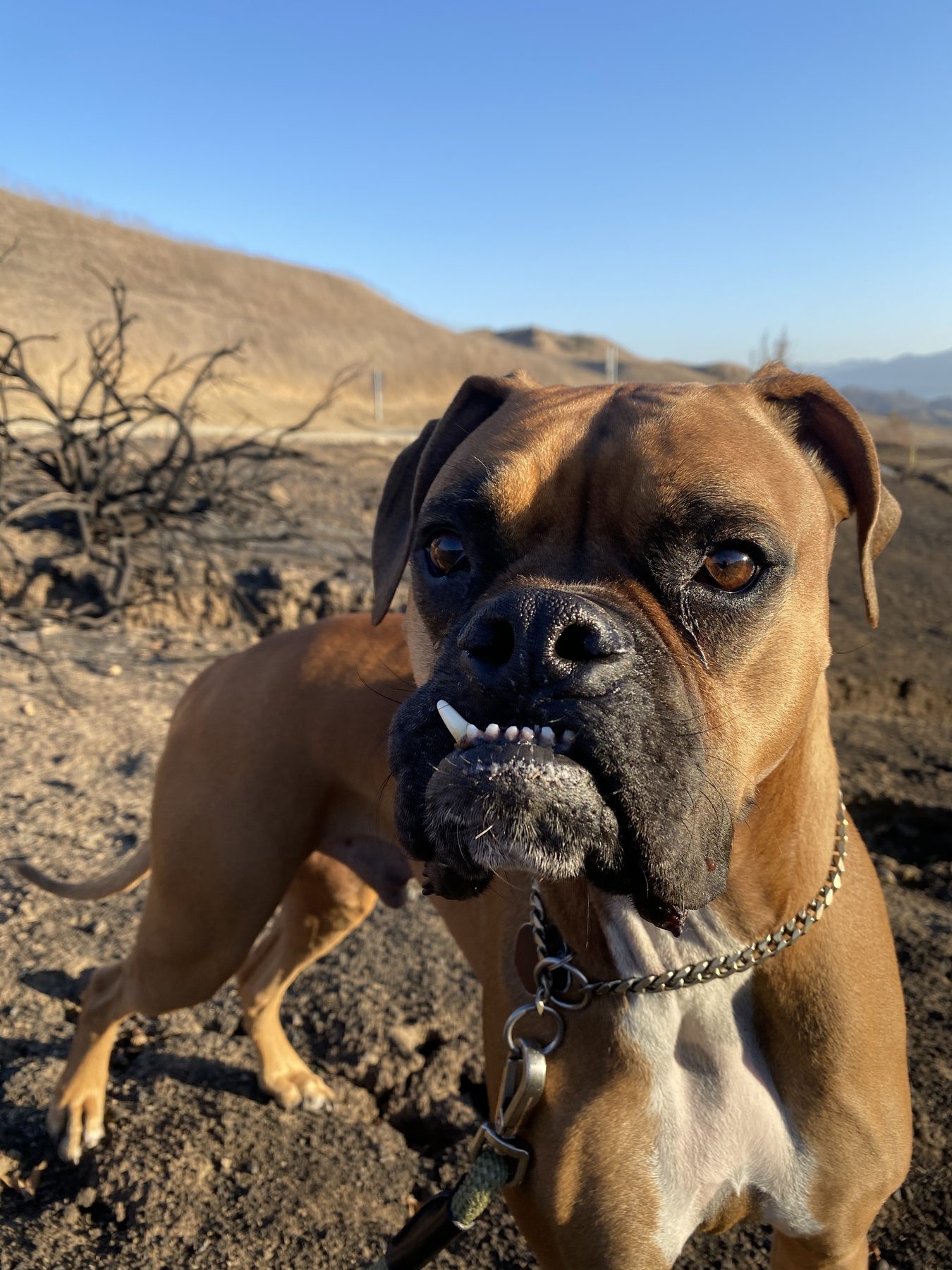 Boxer dog portrait in desert